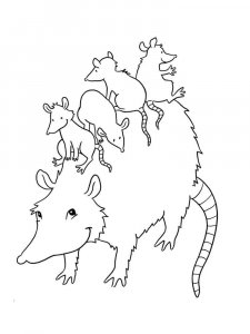 Opossum coloring page - picture 11