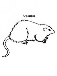 Opossum coloring page - picture 12