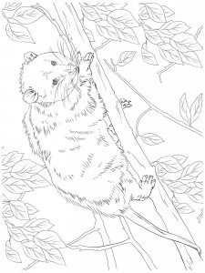 Opossum coloring page - picture 14