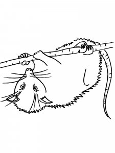 Opossum coloring page - picture 2