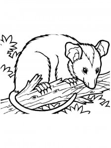 Opossum coloring page - picture 3