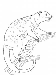 Opossum coloring page - picture 4