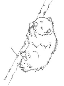 Opossum coloring page - picture 6