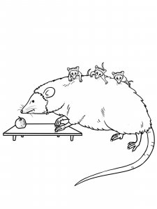 Opossum coloring page - picture 7