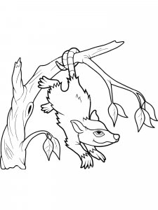 Opossum coloring page - picture 8