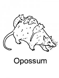Opossum coloring page - picture 9