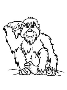 Orangutan coloring page - picture 1