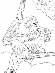 Orangutan coloring page - picture 10