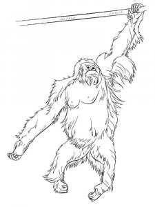Orangutan coloring page - picture 11