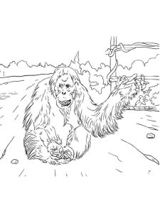 Orangutan coloring page - picture 12