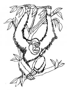 Orangutan coloring page - picture 13