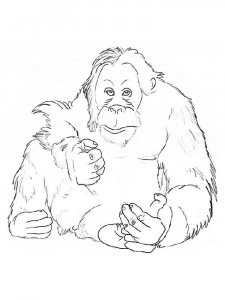 Orangutan coloring page - picture 14