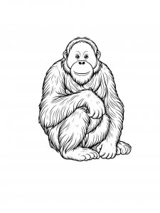 Orangutan Coloring Pages 18