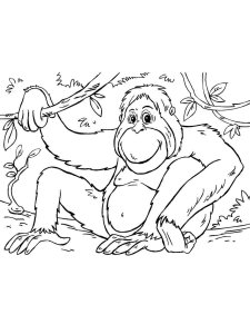 Orangutan coloring page - picture 2