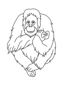 Orangutan coloring page - picture 3