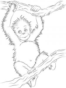 Orangutan coloring page - picture 5