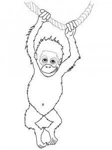 Orangutan coloring page - picture 6