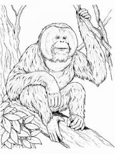 Orangutan coloring page - picture 7