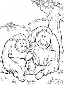 Orangutan coloring page - picture 8