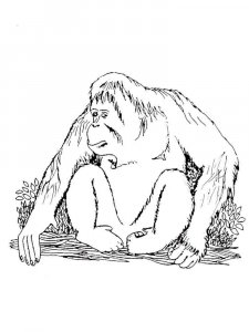 Orangutan coloring page - picture 9