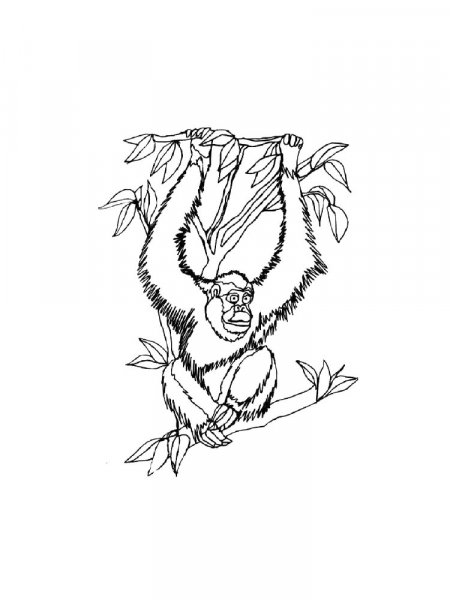 Orangutan coloring pages