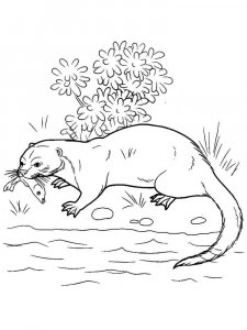 Otter coloring page - picture 10