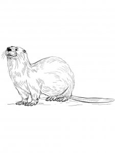 Otter coloring page - picture 19