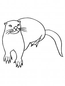 Otter coloring page - picture 2