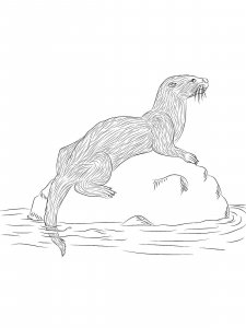 Otter coloring page - picture 20
