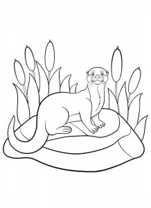 Otter coloring page - picture 22