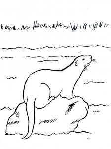 Otter coloring page - picture 24
