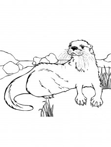 Otter coloring page - picture 6