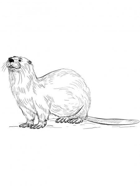 Otter coloring pages