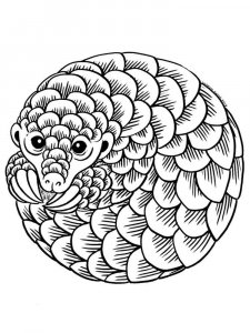 Pangolin coloring page - picture 1