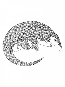 Pangolin coloring page - picture 15