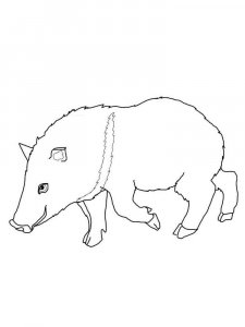 Peccary coloring page - picture 1