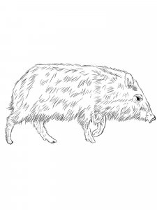 Peccary coloring page - picture 2