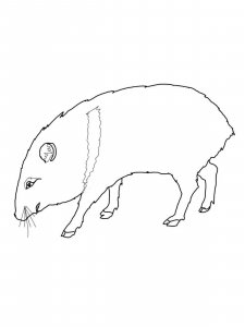 Peccary coloring page - picture 3
