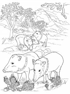 Peccary coloring page - picture 4