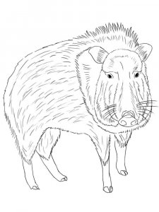 Peccary coloring page - picture 5