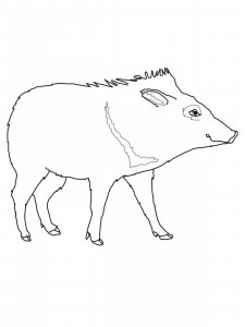 Peccary coloring page - picture 6