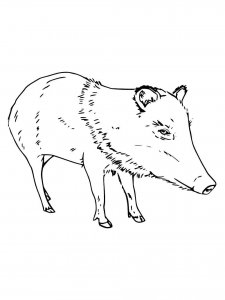 Peccary coloring page - picture 7