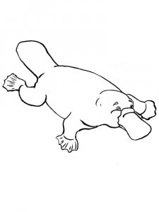 Platypus coloring page - picture 11