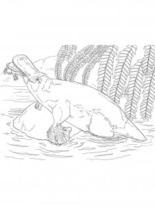 Platypus coloring page - picture 13