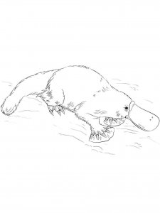 Platypus coloring page - picture 16