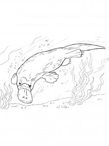 Platypus coloring page - picture 17
