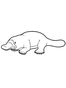 Platypus coloring page - picture 18