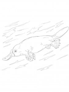 Platypus coloring page - picture 19