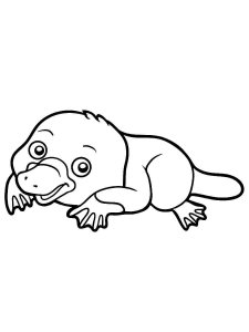 Platypus coloring page - picture 2