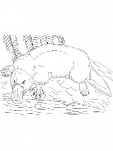 Platypus coloring page - picture 20
